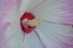 DSC_0014.jpg
