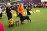 Best-Rottweiler-1.jpg