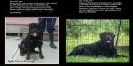 pedigree.jpg